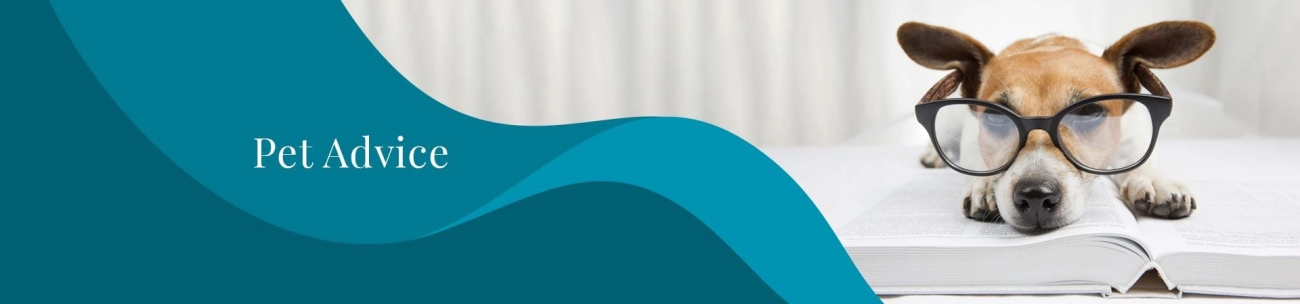 Protecting Kittens from Parasites Safely at Home Guide