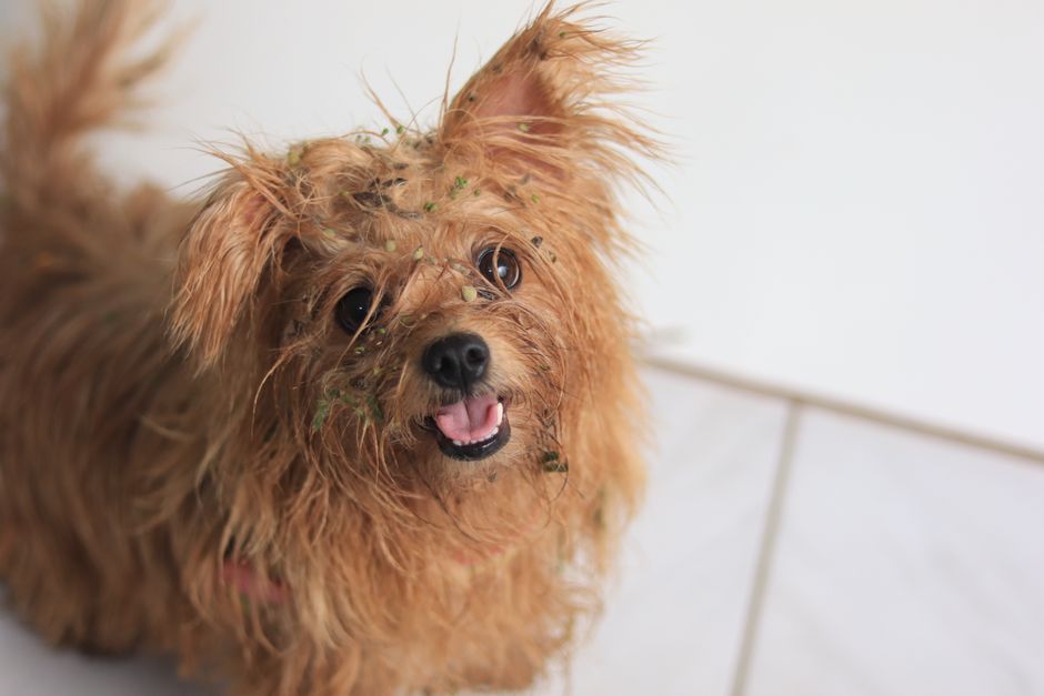 A cute wet dog with mud and grass on its fur, happily posing indoors.