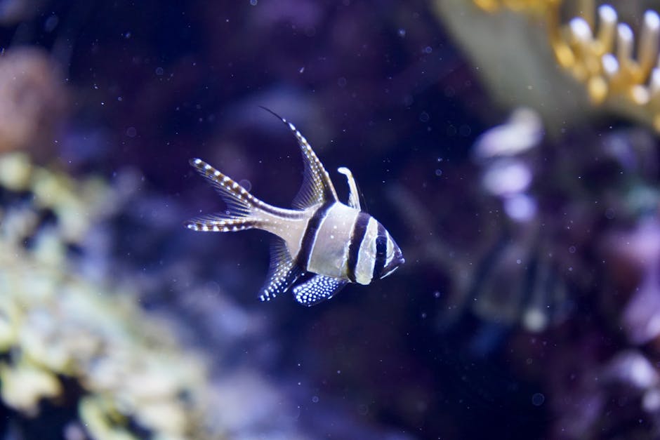 Vibrant Banggai Cardinalfish swimming in an aquarium setting, showcasing its distinct fins and stripes.