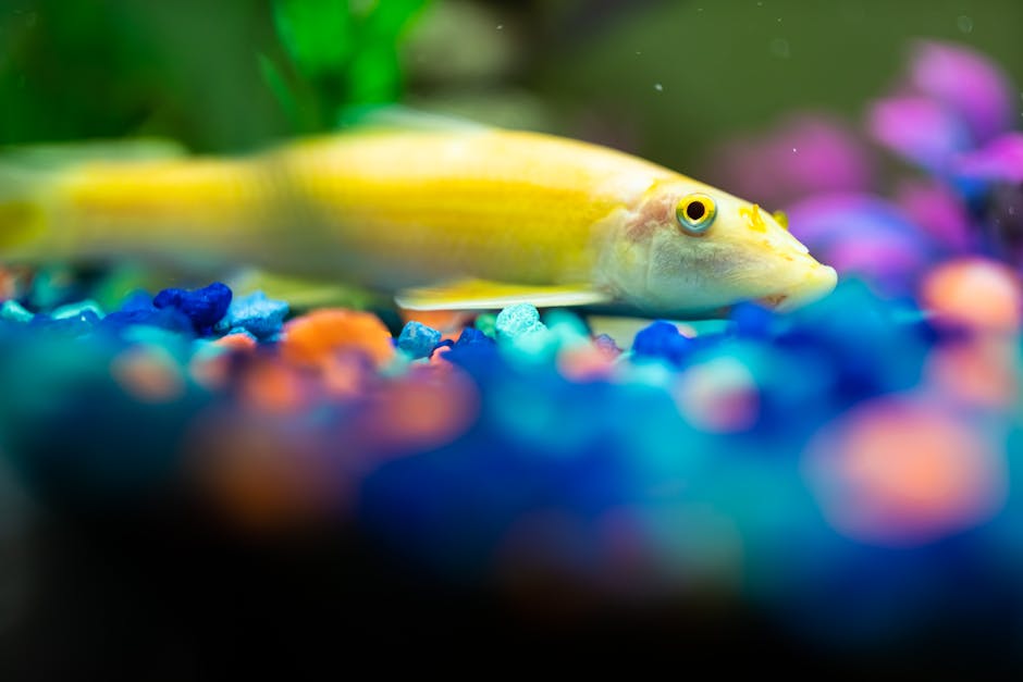 Vibrant yellow sucker fish resting in a colorful aquarium tank.