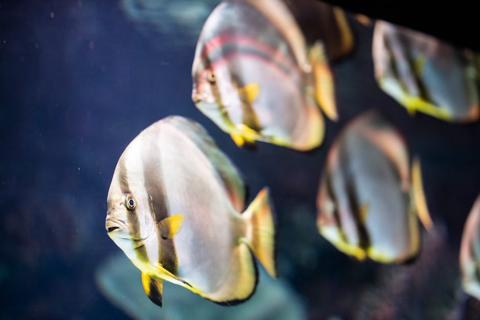 Vibrant underwater scene of tropical fish swimming gracefully in an aquarium.