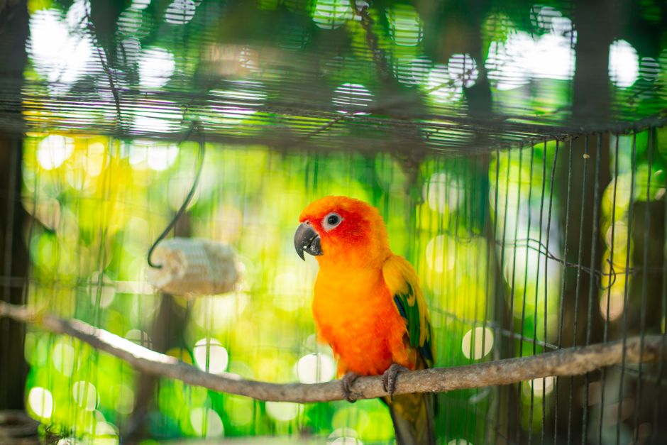 Best Bird Cage Brands: Bird Cage Brands That Are Actually Worth Buying