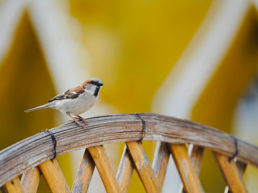 A small sparrow perched on a rustic wicker chair with a blurred yellow background.