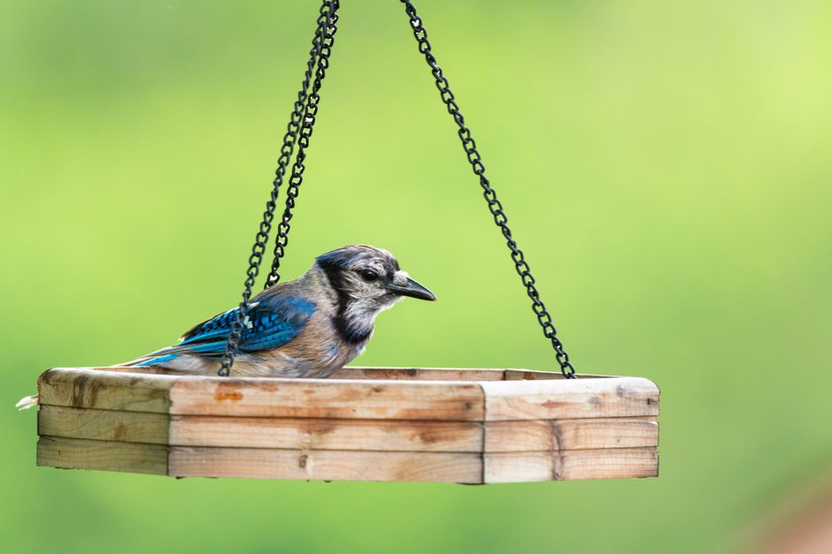 Blue jay perched in a wooden bird feeder with green background, showcasing its colorful plumage.