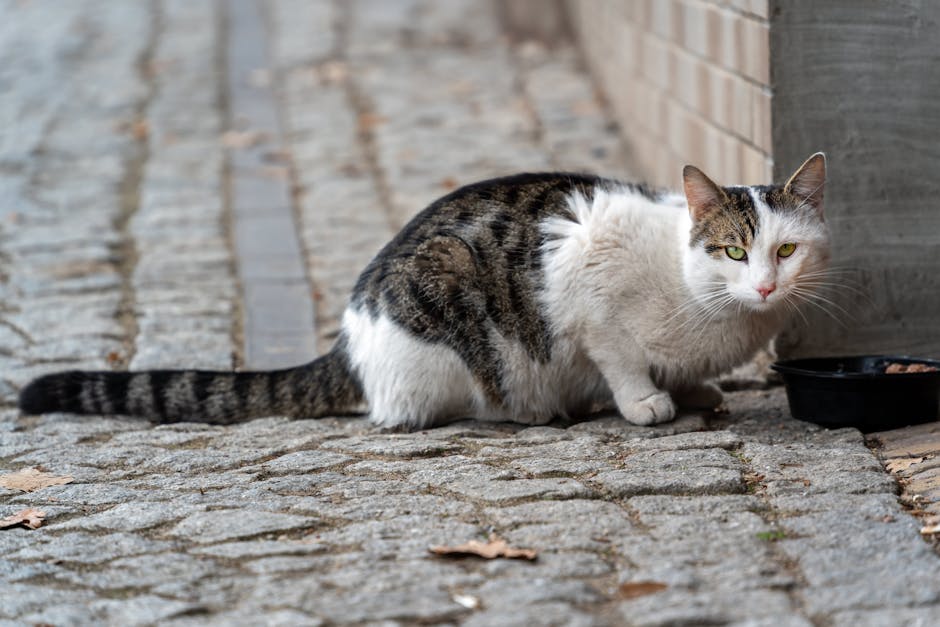 UK Cat Food Compared: Meat Content, Price, and What to Skip