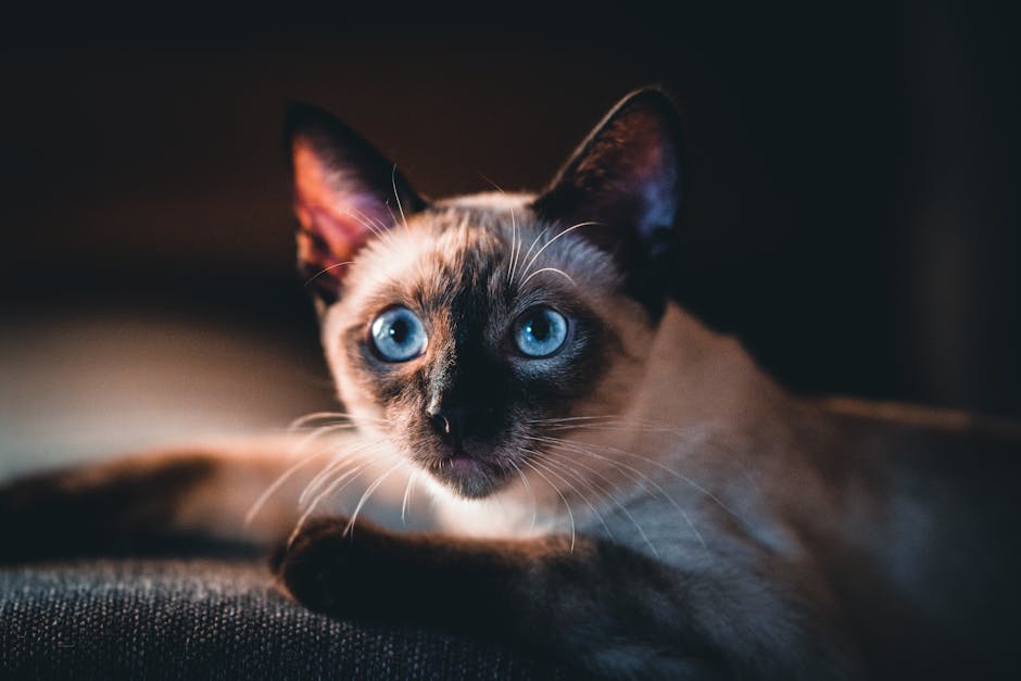 Close-up portrait of a Siamese cat with captivating blue eyes and distinct markings.