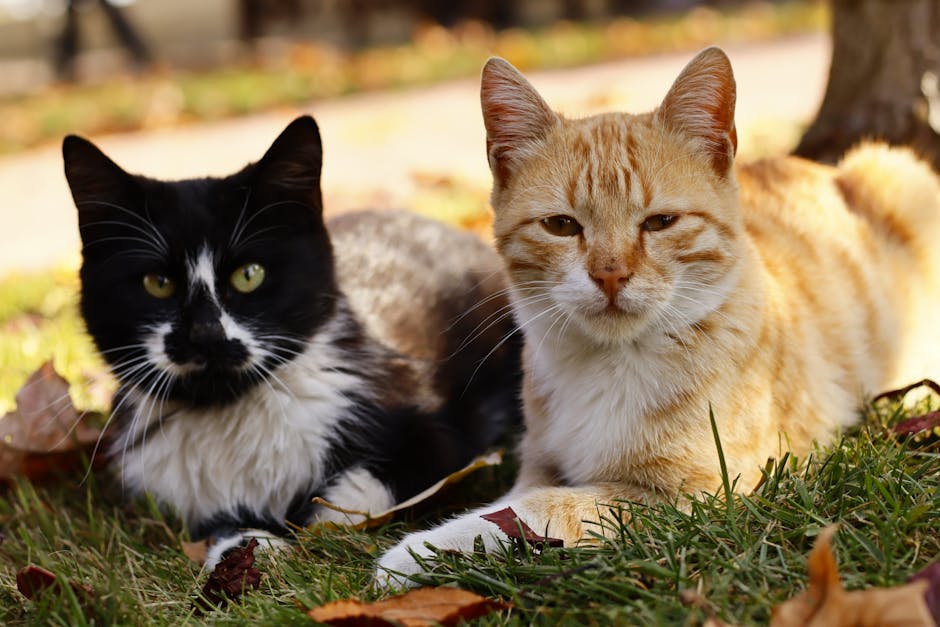 Best Cat Litter Australia: The Australian Cat Owner’s Guide to Choosing Cat Litter That Works