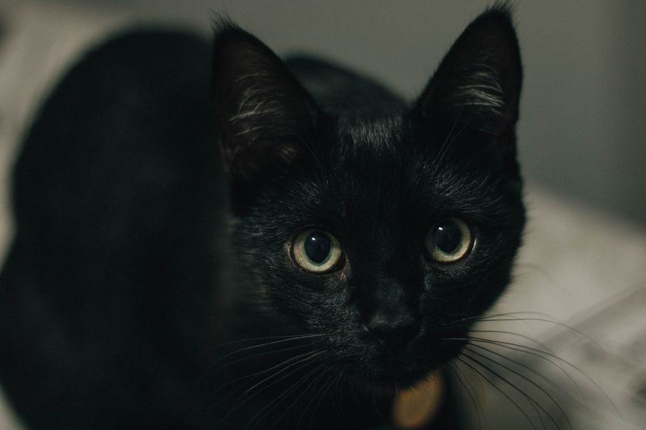 A captivating close-up of a black cat with striking green eyes, gazing intently.