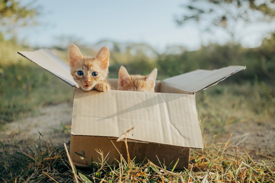 Cute ginger kittens peeking out of a cardboard box on a grassy field under bright sunlight.
