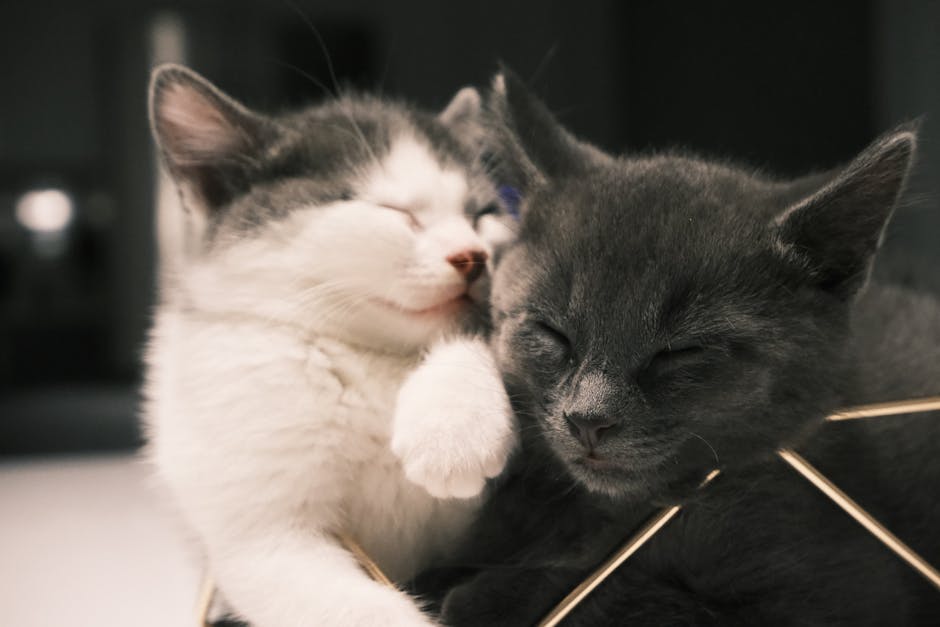Two cozy kittens sleeping, capturing the essence of comfort and warmth.