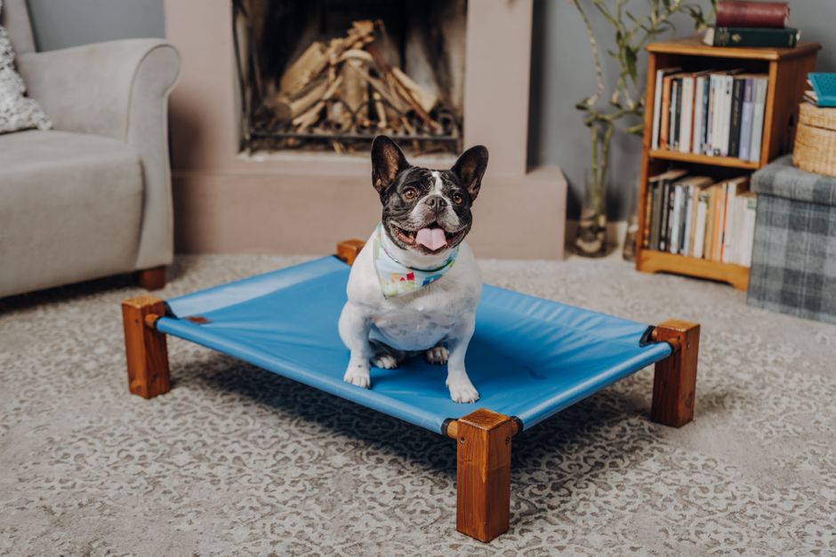 Cute French Bulldog sitting on a blue elevated bed indoors, displaying a joyful expression.