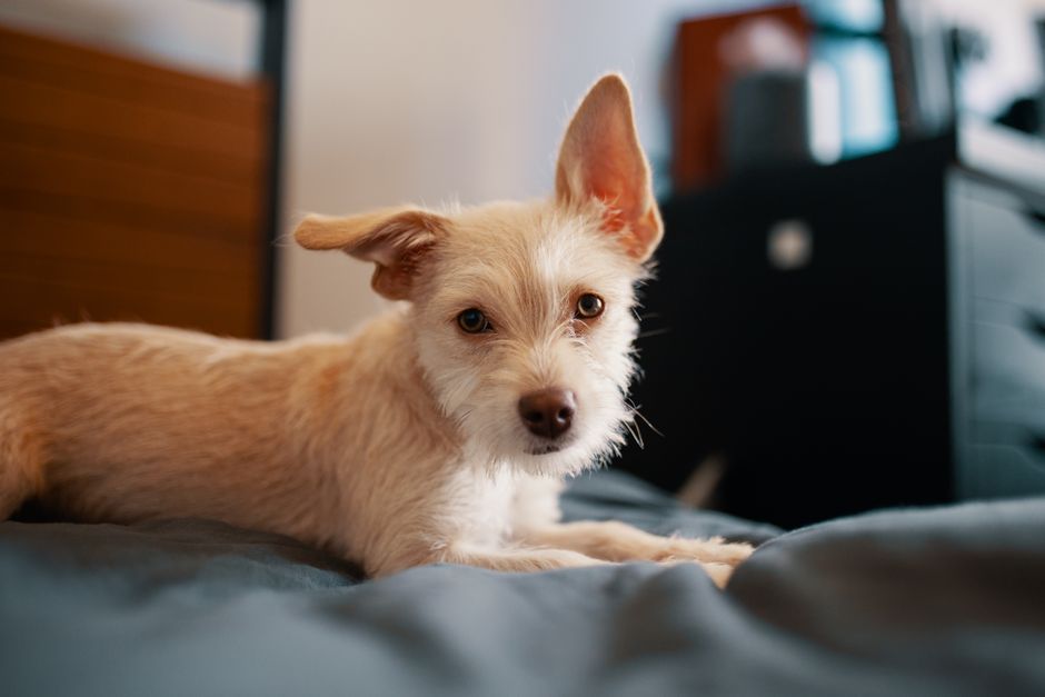 Cute small purebred dog with brown fur lying on crumpled blanket in bedroom while looking at camera