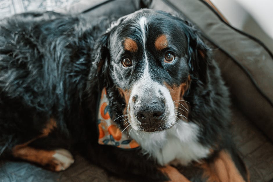 Best Dog Beds For Large Dogs: Building a Resilient Home Server: A Comprehensive Guide
