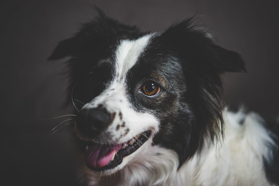 Charming close-up of a happy Border Collie dog with a black and white coat. Ideal for pet enthusiasts.
