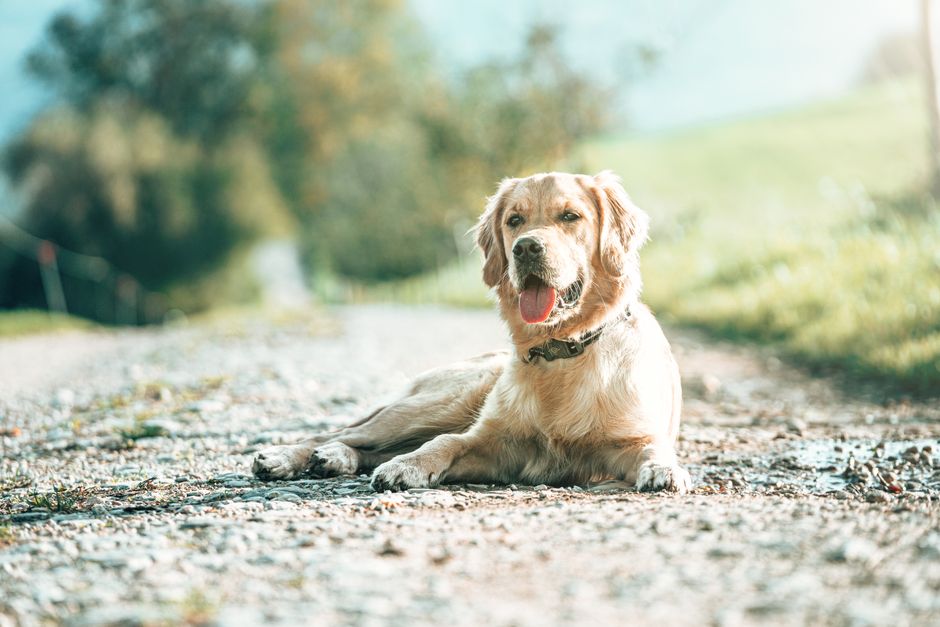 Best Dog Food For Sensitive Stomach: Dog Food for Sensitive Stomachs: What Actually Works on the Road