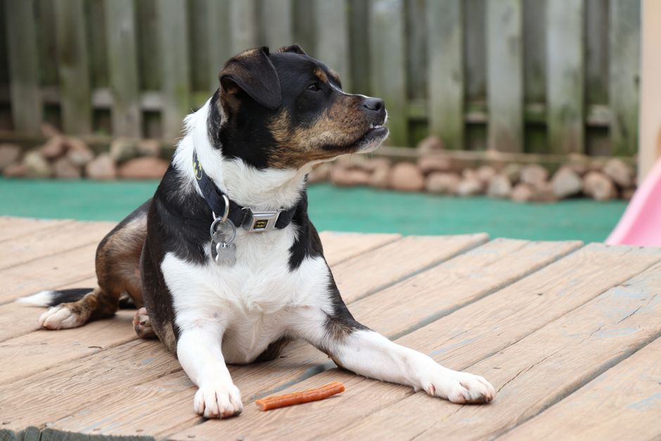 A cute mixed-breed dog lounging on a wooden deck with a chewy treat nearby.
