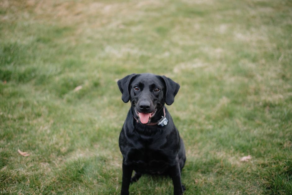 Best Dog Food For Small Dogs Travel: Small Dog, Long Trip: Packing Food That Won’t Spoil the Holiday