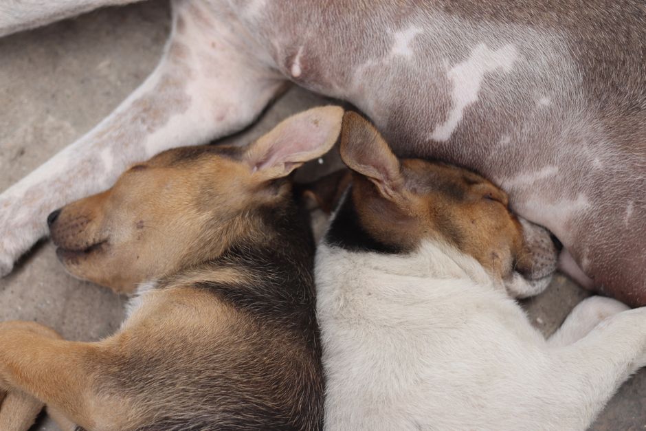 Two puppies cuddle closely while sleeping, showcasing a tender and peaceful moment.