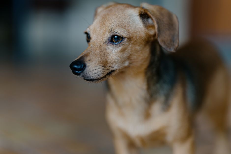 Intimate close-up portrait of a small brown dog with a gentle expression indoors.