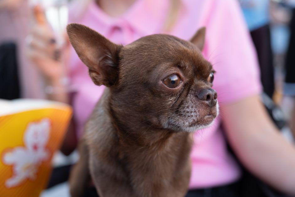 A brown Chihuahua sits on its owner's lap while out for a walk.
