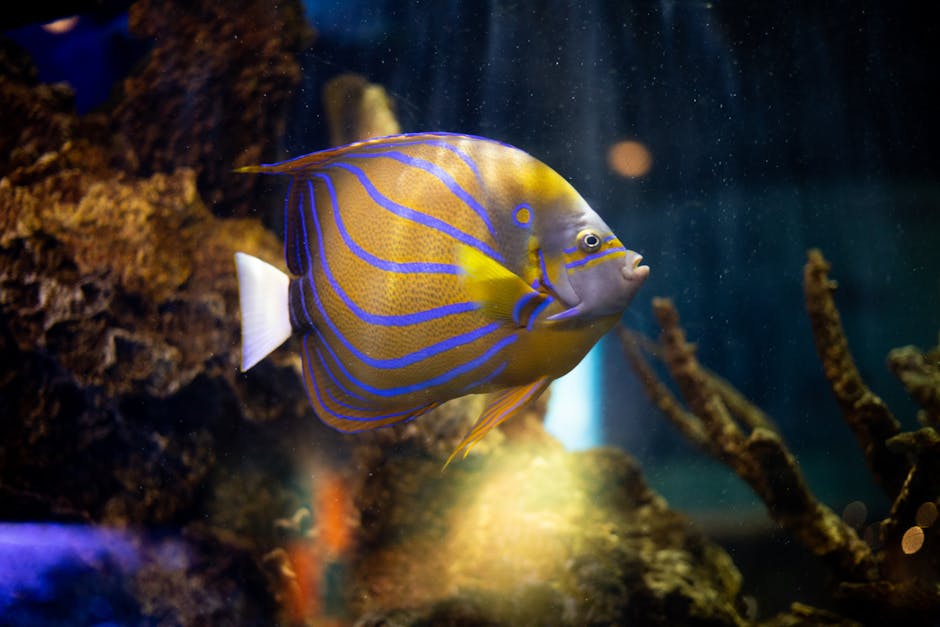 Close-up of a vibrant blue and yellow angelfish swimming in an aquarium.