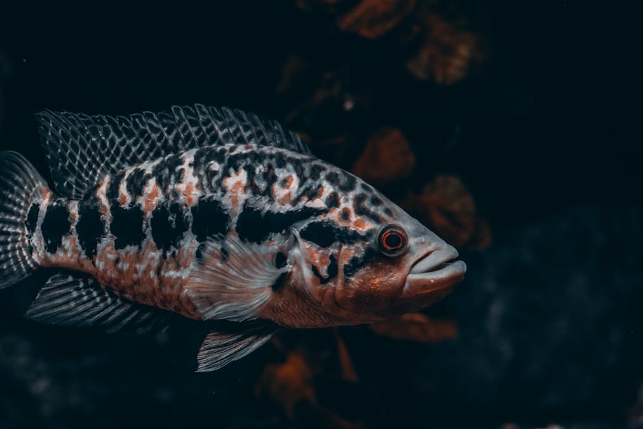 Detailed close-up of a spotted cichlid fish swimming underwater in its natural habitat.