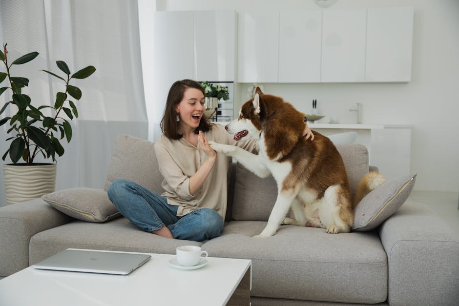 A joyful scene of a young woman playing with her Siberian Husky on a modern sofa indoors.