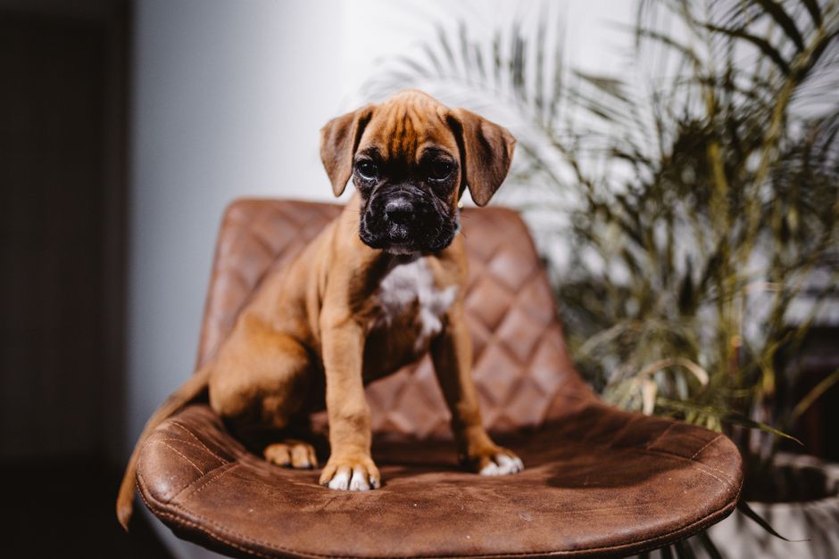 Charming brown Boxer puppy sitting on a stylish leather chair, making eye contact with the camera.