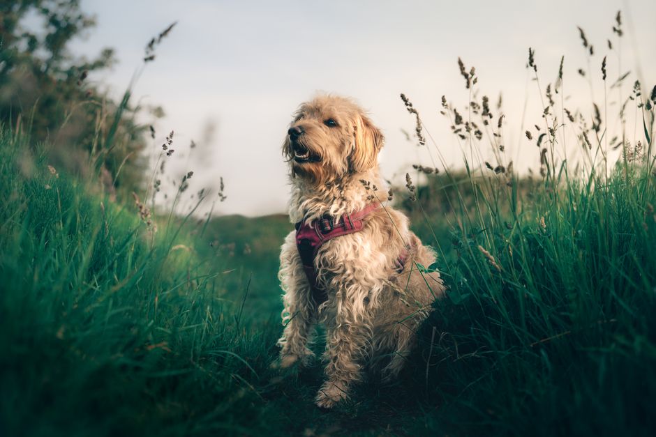 Adorable Golden Doodle enjoying a walk in a lush green field.