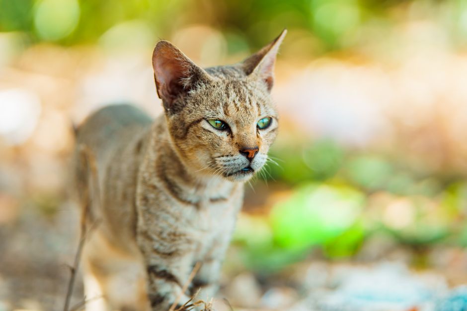 Cat Food Review Site: What 12 Road Trips With a Picky Cat Taught Me About Reading Cat Food Reviews