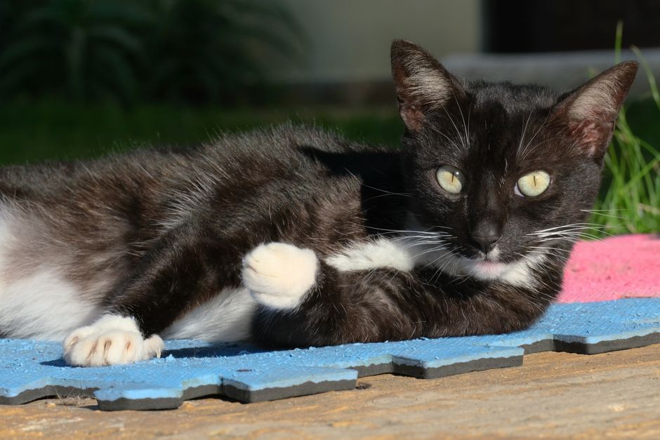 A black and white cat relaxing outdoors on a colorful mat under the sunlight.