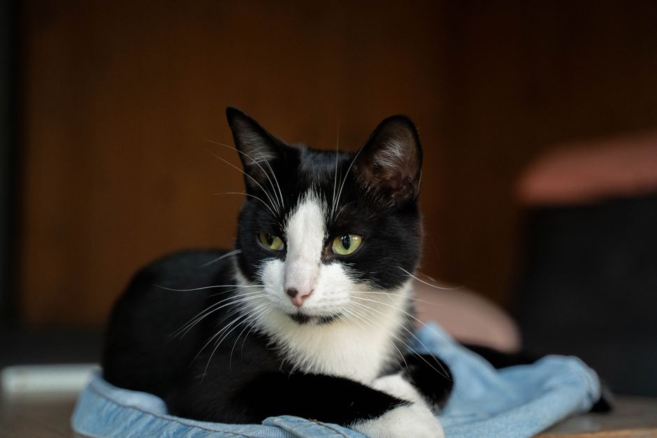 A calm black and white cat resting indoors, showcasing its distinctive fur pattern and alert green eyes.