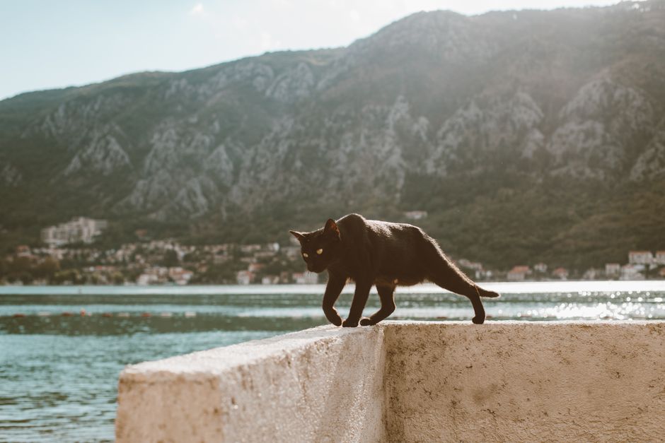 Cat Food Reviews Travel: Cat Food Reviews for Travelers: What Actually Survives the Car Ride