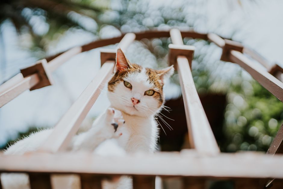 Why Does My Cat Fart When I Pick Him Up? 5 Vet-Reviewed Reasons