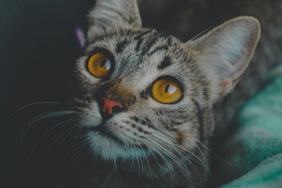 How To Remove Cat Urine Smell From Your Whole House: 5 Vet-Verified Tips