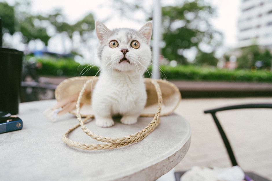 How To Remove Cat Urine Smell From Your Whole House: 5 Vet-Verified Tips
