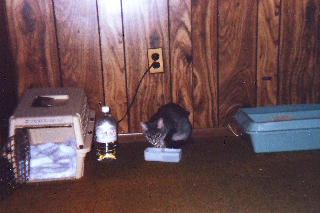 Cat Food Reviews Travel: Cat Food Reviews for Travelers: What Actually Survives the Car Ride