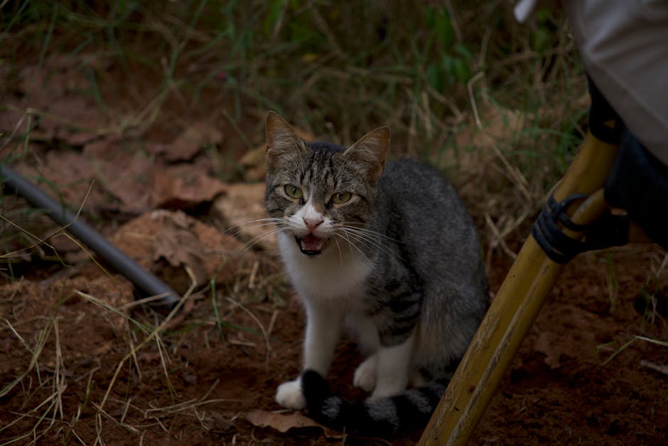 Choosing Cat Litter in Australia: Avoid Common Pitfalls