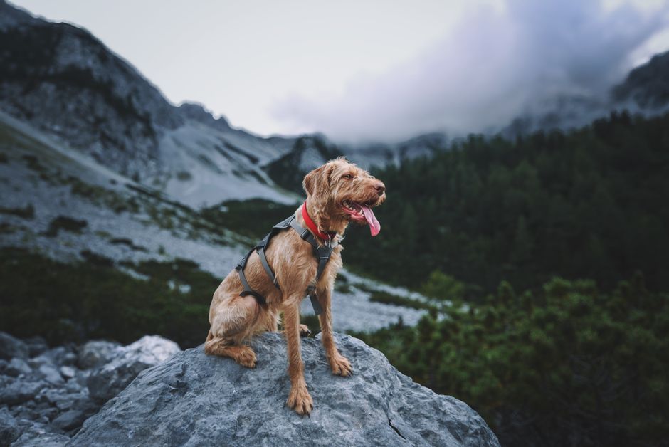 Dog Harness Reviews: Dog Harnesses That Stop Pulling Without Hurting Your Dog