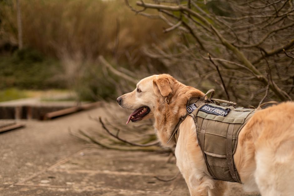 Rabbitgoo Dog Harness Review 2026: Real-World Testing for Road Trips and Hiking