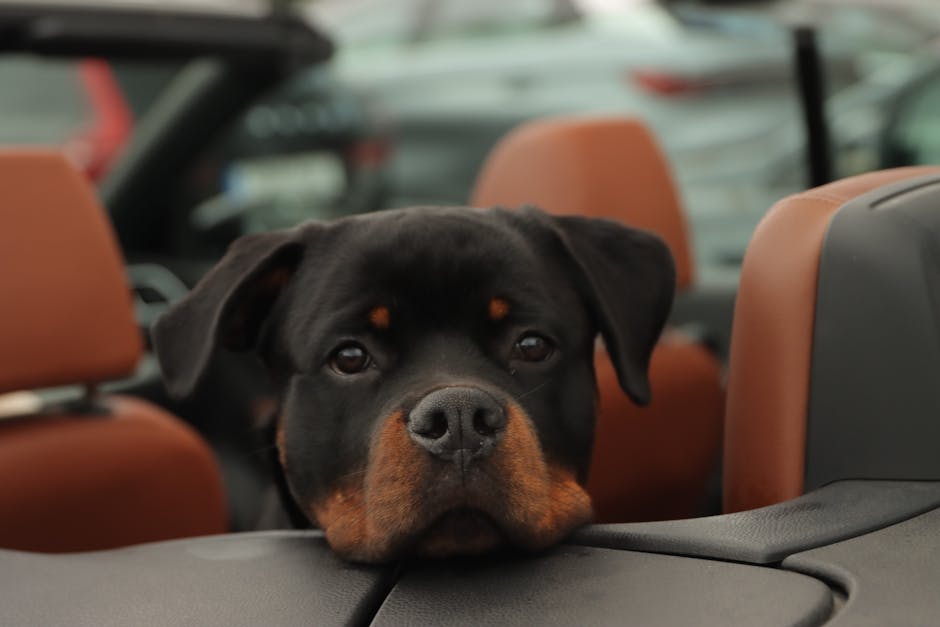 Travel Dog Training Tips for Stress-Free Road Trips and Flights 2024