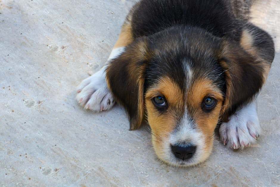 Cute beagle puppy lying down with sad eyes on a light floor background.