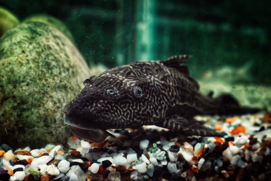 Fish Tank Setup Price: What a 10-Gallon Aquarium Actually Costs
