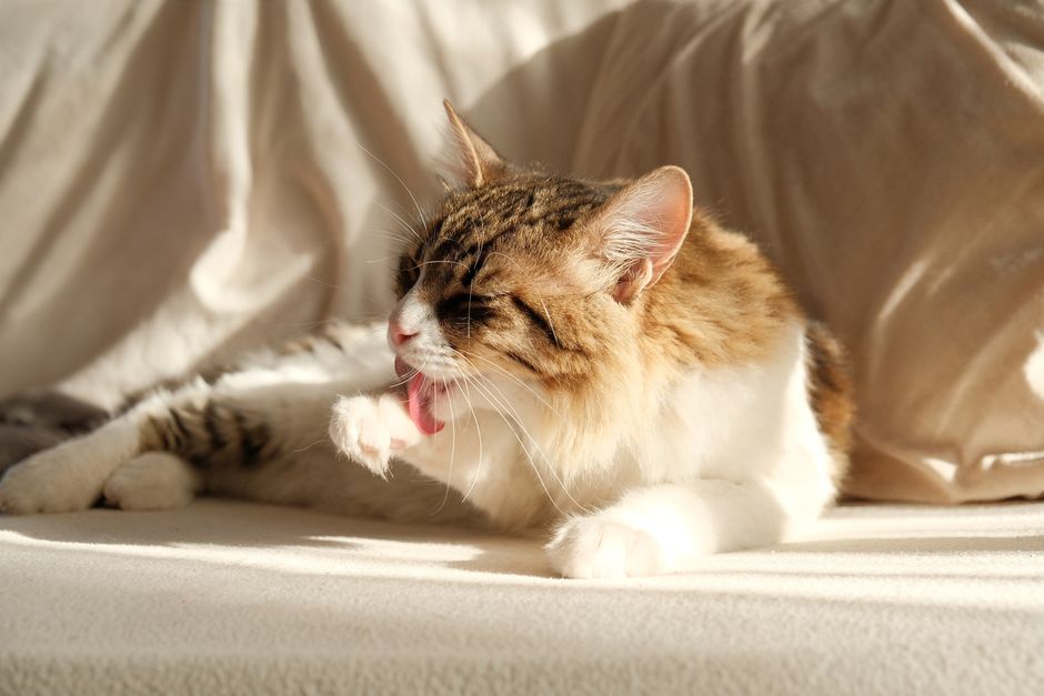 Flea Treatment Reviews: What Actually Works (And What Wastes Money)