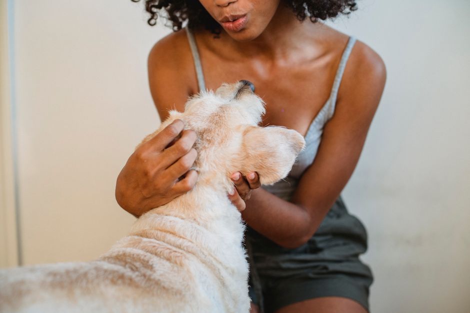 Crop anonymous African American woman in casual clothes with curly hair stroking dog