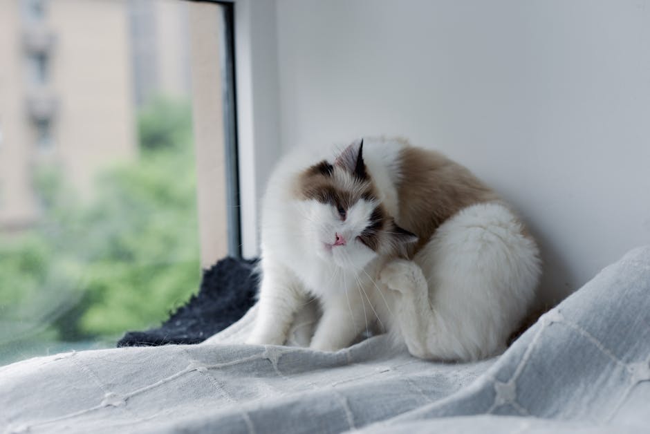 Two fluffy Ragdoll cats cuddle on a blanket by a window, offering a serene indoor pet scene.