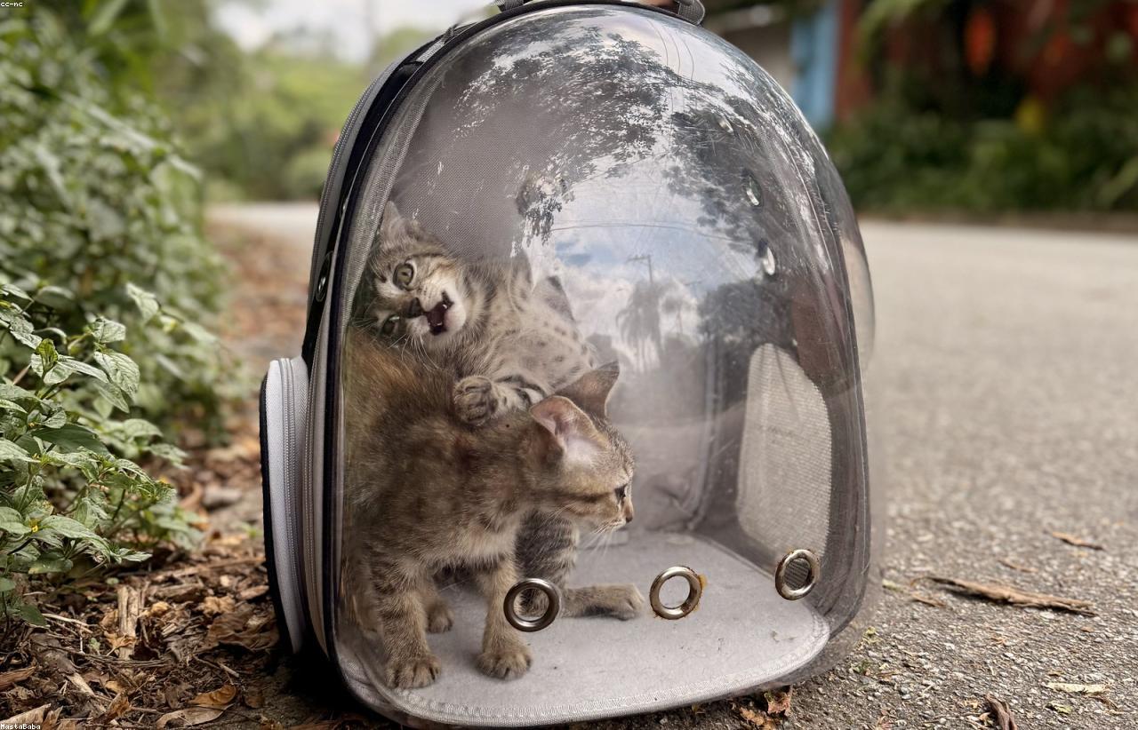 Keeping Pets Calm In Holiday Rentals With Limited Space