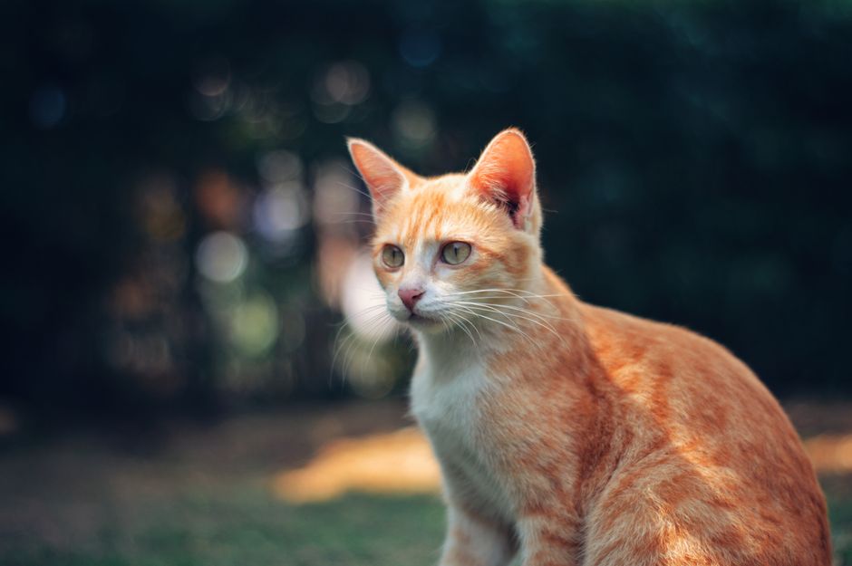 Kitty Litter Reviews: Clumping, Silica, or Natural — Which Actually Works?