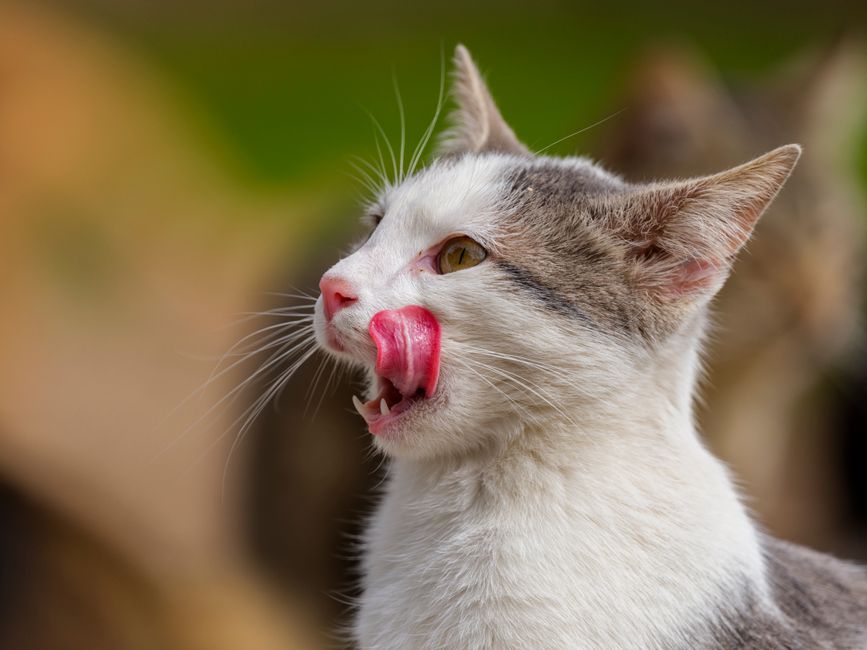 Adorable cat licking its nose outdoors on a sunny day, showcasing its playful demeanor.