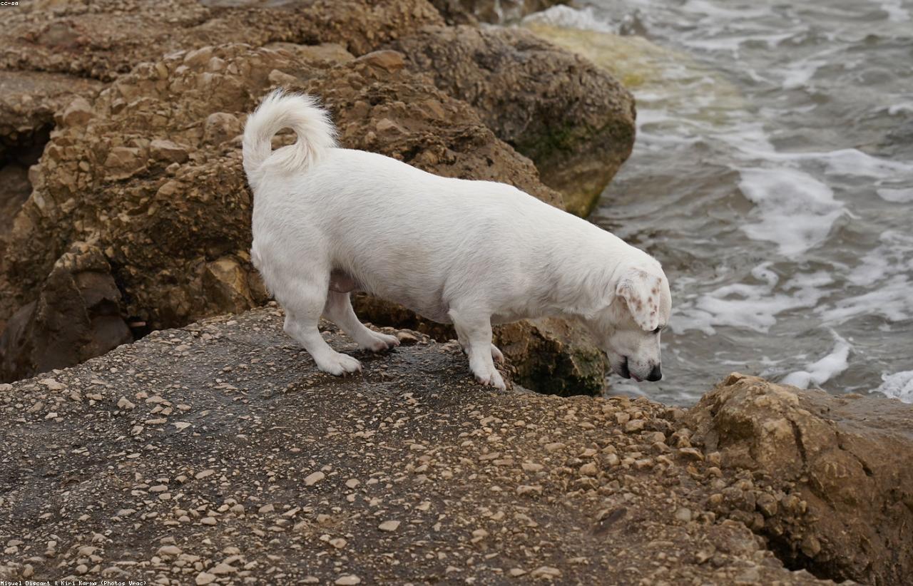 Low-Stress Holiday Movement For Senior Pets